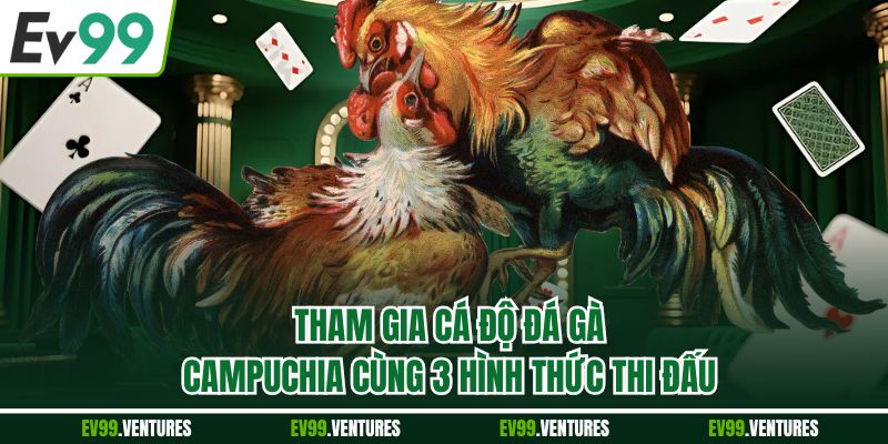 Tham gia cá độ đá gà Campuchia cùng 3 hình thức thi đấu
